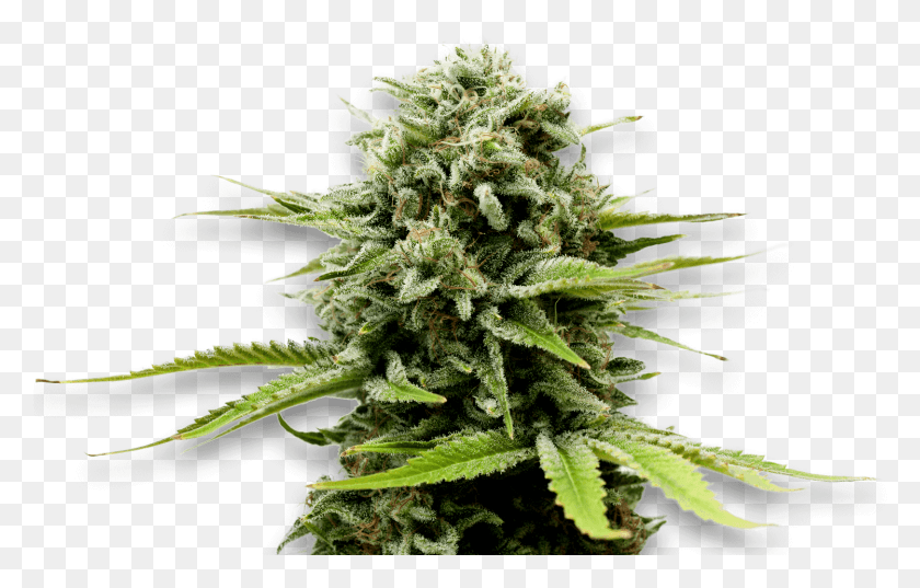 1498x917 Northern Lights Autoflower Growers Choice, Plant, Weed, Hemp HD PNG Download
