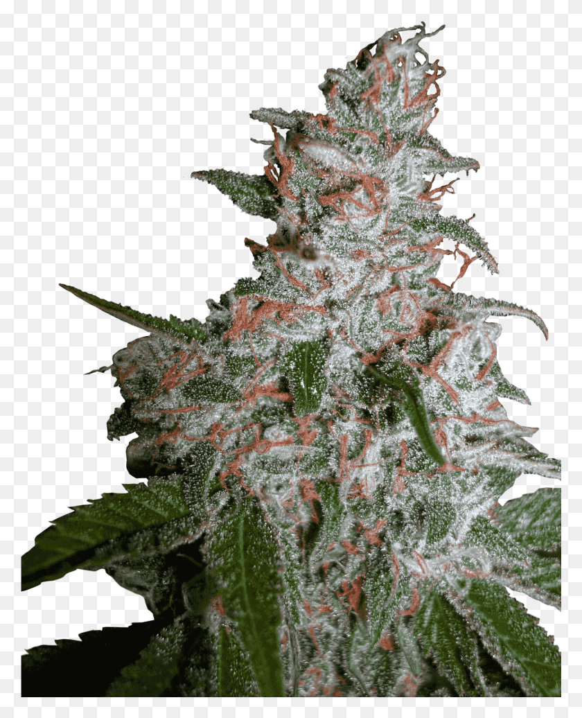 1441x1804 Northern Lights Moc Northern Lights Cannabis, Plant, Christmas Tree, Tree HD PNG Download