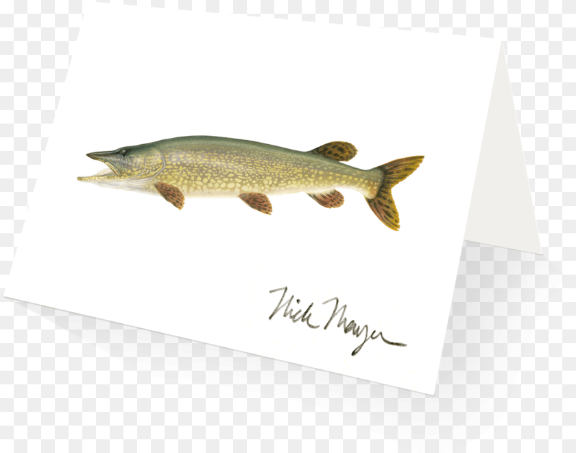 834x660 Northern Pike Lunge, Animal, Fish, Sea Life Transparent PNG