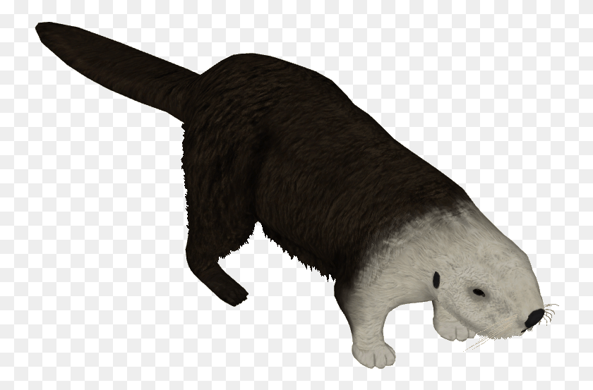 744x493 Northern Sea Otter Punxsutawney Phil, Animal, Mammal, Pet HD PNG Download