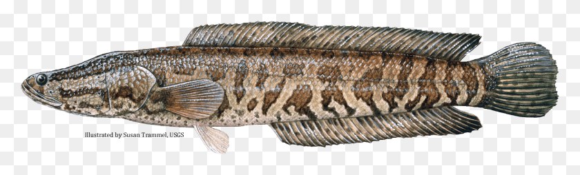 2079x518 Northern Snakehead Fish, Animal, Perch, Sturgeon HD PNG Download