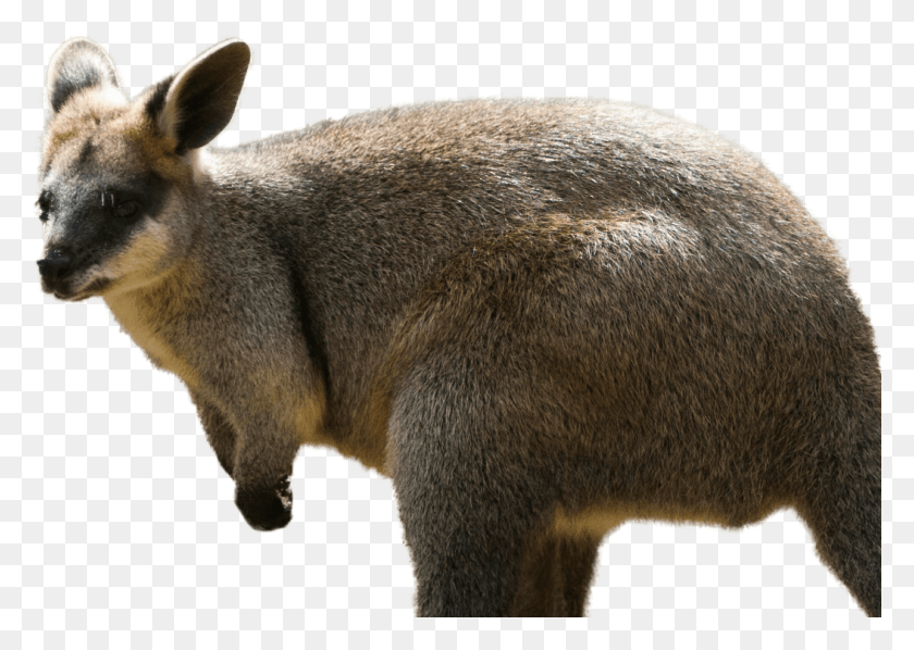 1053x727 Northern Swamp Wallaby Featured Min, Kangaroo, Mammal, Animal HD PNG Download