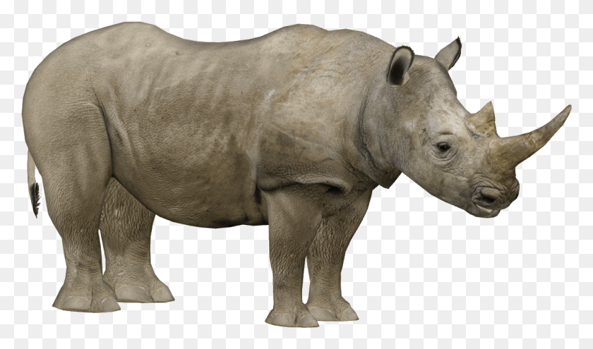 1117x623 Northern White Rhinoceros Zoo Tycoon 2 Rhino, Elephant, Wildlife, Mammal HD PNG Download