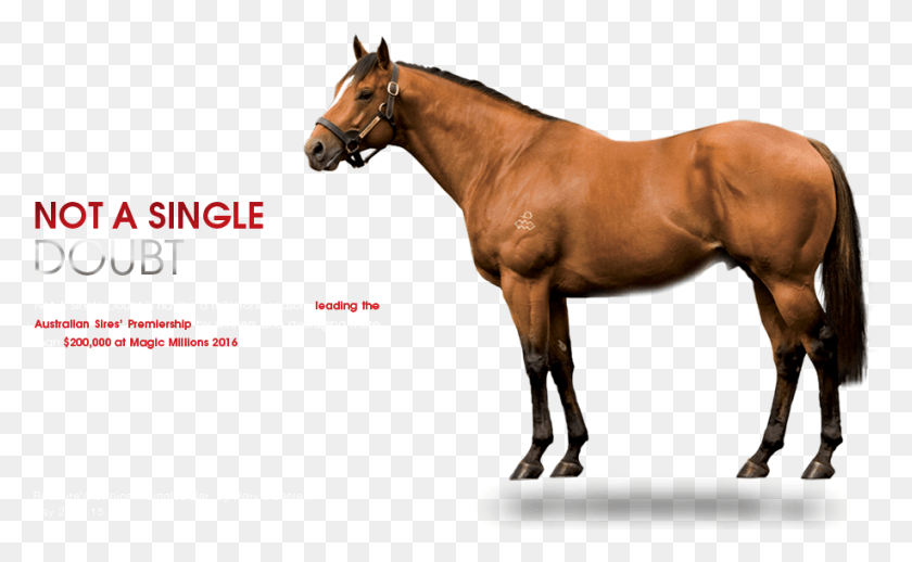 918x540 Not A Single Doubt Not A Single Doubt Horse, Mammal, Animal, Colt Horse HD PNG Download
