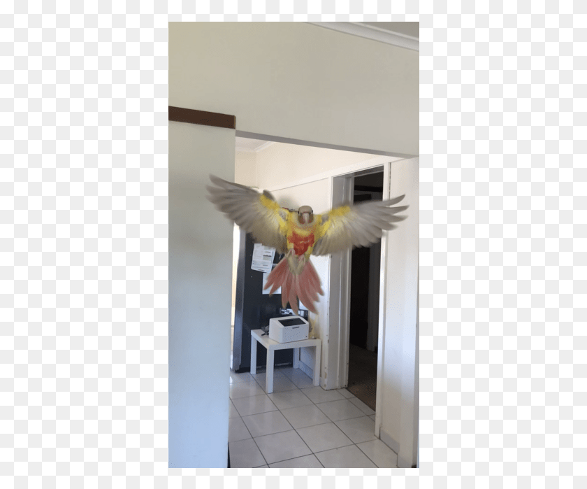 360x639 Not Available Cockatiel, Bird, Animal, Parrot HD PNG Download