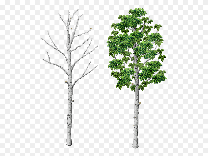 508x571 Not My Best Work But I Like How The Bark Came Out Pond Pine, Tree, Plant, Tree Trunk HD PNG Download