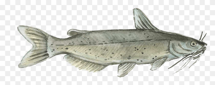 2848x1005 Not On Fighting The Old But On Building The New Watercolor Catfish, Fish, Animal, Coho HD PNG Download