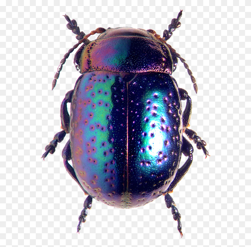 571x766 Insecto Png / Escarabajo Png