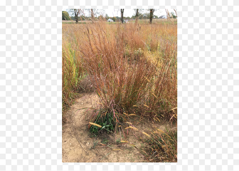 406x541 Notice The Tall Native Grasses On Either Side Of Old Grass, Plant, Agropyron, Lawn HD PNG Download