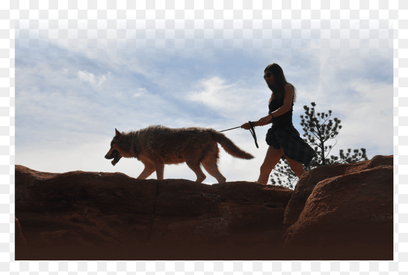 1601x1042 11 Ноября 2017 Г. Волчья Собака В Полном Разрешении, Человек, Человек, Койот Hd Png Скачать