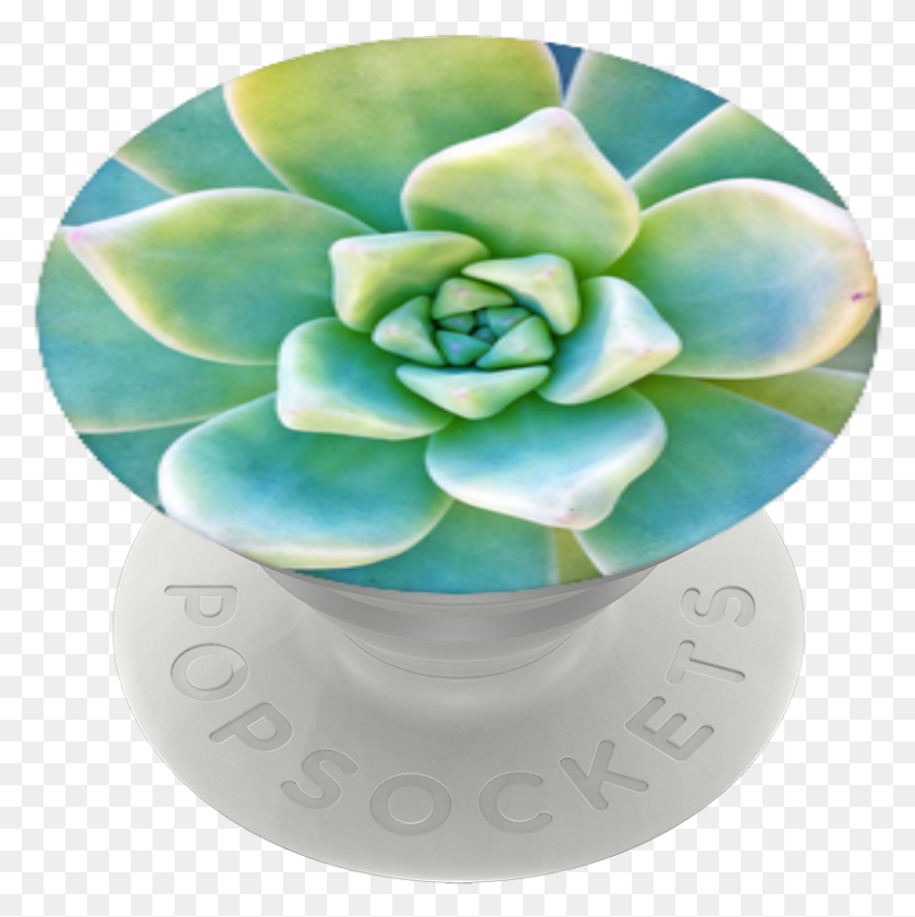 806x808 Now That39s Succulent Popsockets, Plant, Flower, Blossom HD PNG Download