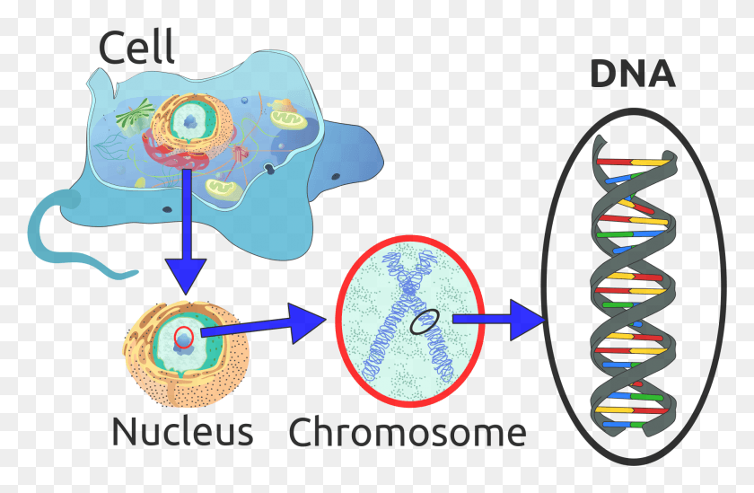 1909x1197 Now The Nucleotides In Dna Are Made Up Of Many Things Dna Important To A Cell, Text, Label, Diagram HD PNG Download