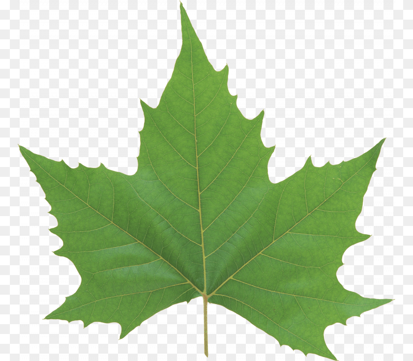 768x735 Now You Can Green Leaves In High Resolution Green Maple Leaf, Oak, Plant, Sycamore, Tree Transparent PNG