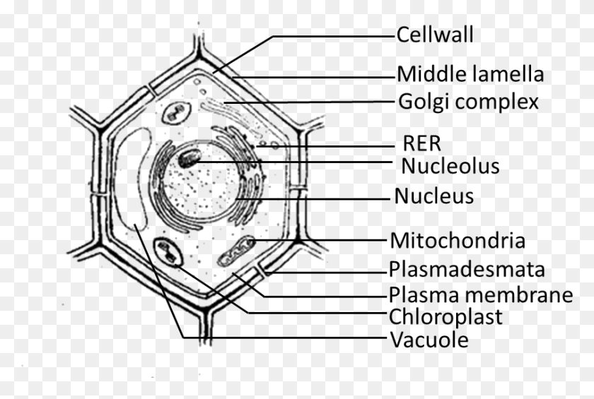 846x548 Nso Science Olympiad Sof Class Questions Of Plant Cell Class, Plot, Diagram, Plan HD PNG Download