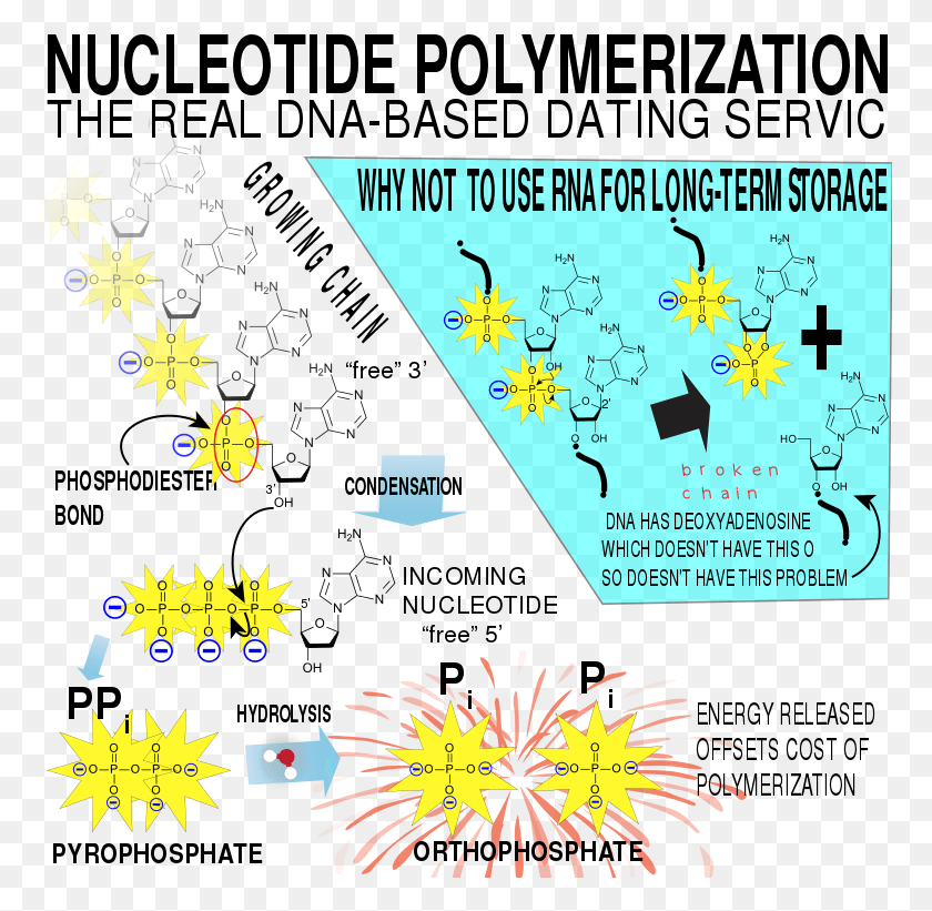 769x761 Nucleic Acid Polymerization Structure, Nature, Outdoors, Fireworks HD PNG Download
