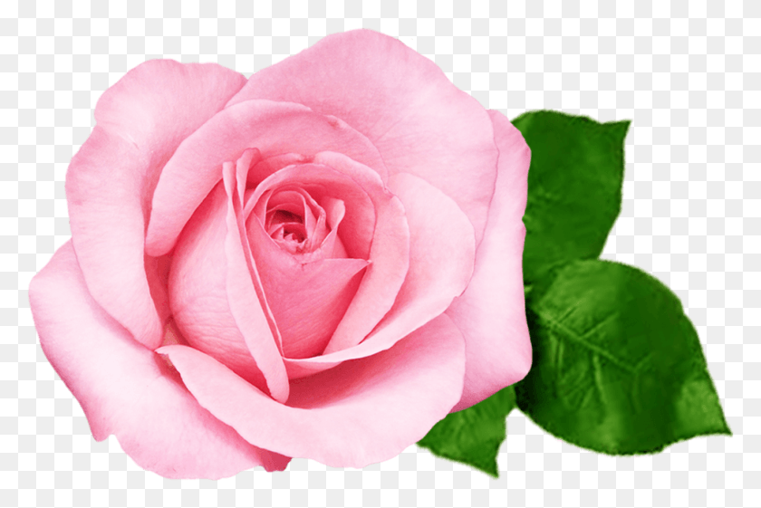 969x623 Обнаженные Розовые Розы, Роза, Цветок, Растение Hd Png Скачать