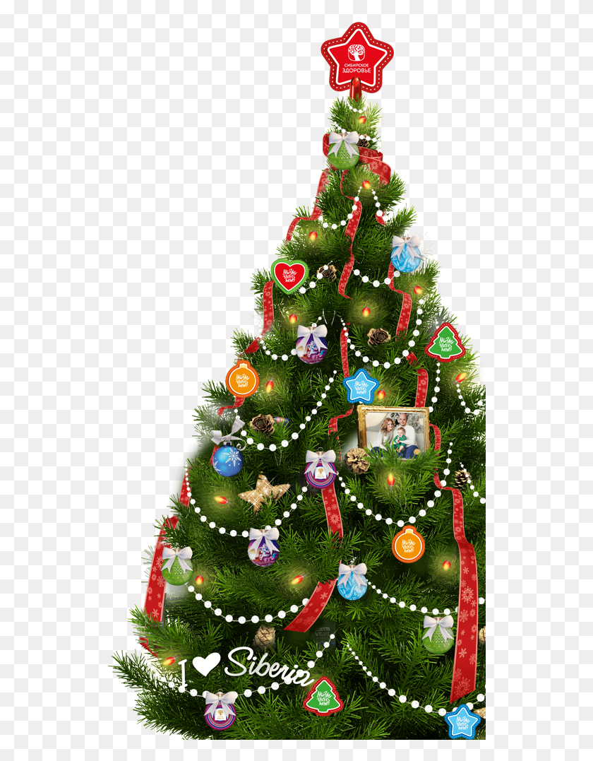 536x1017 Nuestro Rbol De Navidad Sabe Lo Que Le Espera En Рождественская Елка, Елка, Орнамент, Растение Hd Png Скачать