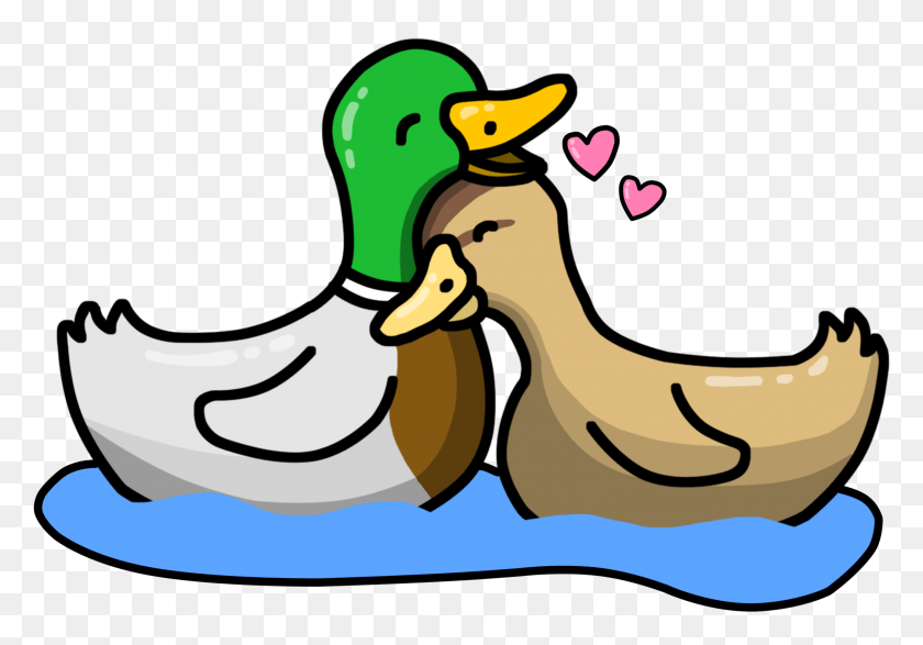 2577x1743 Number 1 Couple Duck, Bird, Animal, Waterfowl HD PNG Download