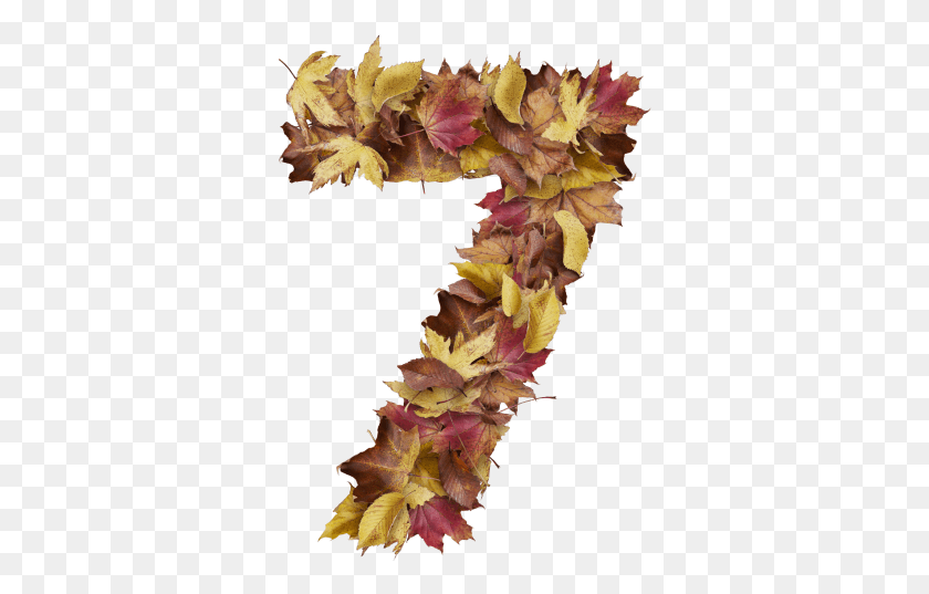 339x477 Number With Dry Leaves Cockscomb, Leaf, Plant, Tree HD PNG Download