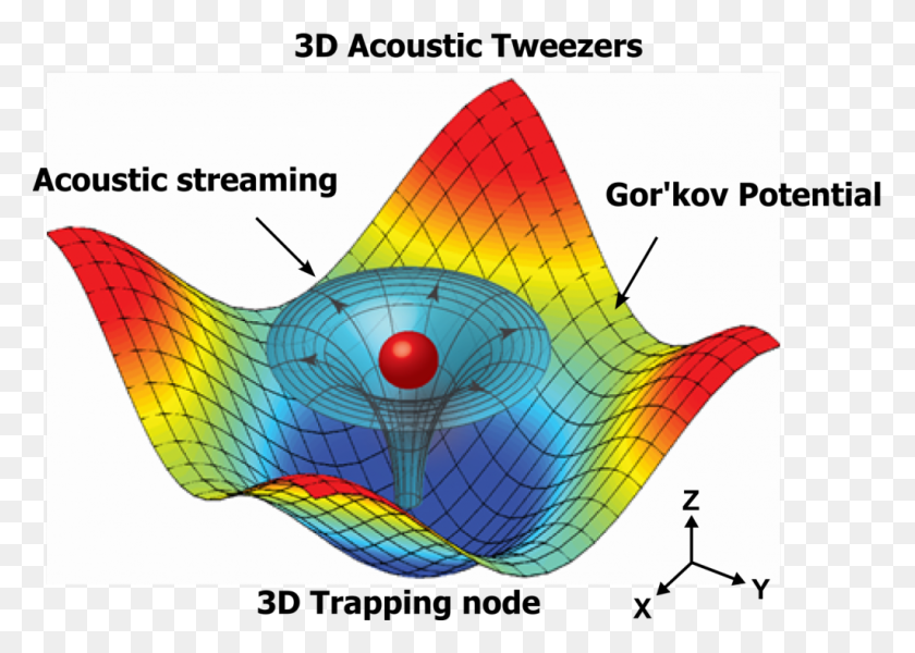 1024x709 Numerical Simulation Results Mapping The Acoustic Field Acoustic Tweezers, Plot, Diagram, Animal HD PNG Download