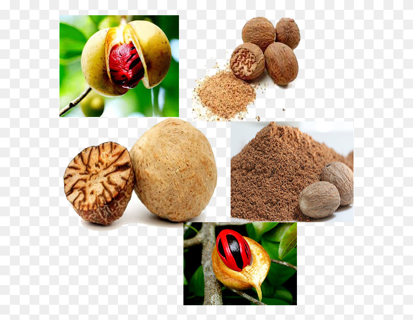 599x591 Nut Meg Nutmeg, Bread, Food, Plant HD PNG Download