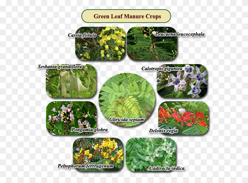 591x560 Nutrient Content Of Green Leaf Manure Green Leaf Manure Crops, Plant, Vegetation, Land HD PNG Download