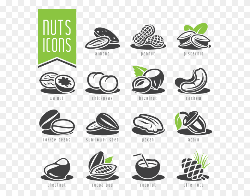 586x600 Nuts Vector Hazelnut Dry Fruits Clipart Vector, Text, Clothing, Apparel HD PNG Download
