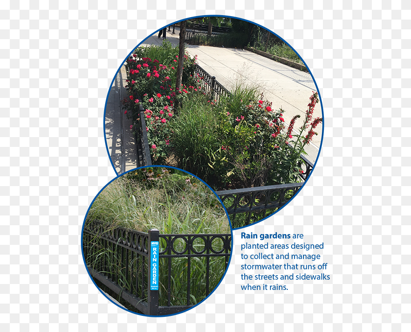 509x618 Nyc Rain Gardens, Outdoors, Garden, Arbour HD PNG Download