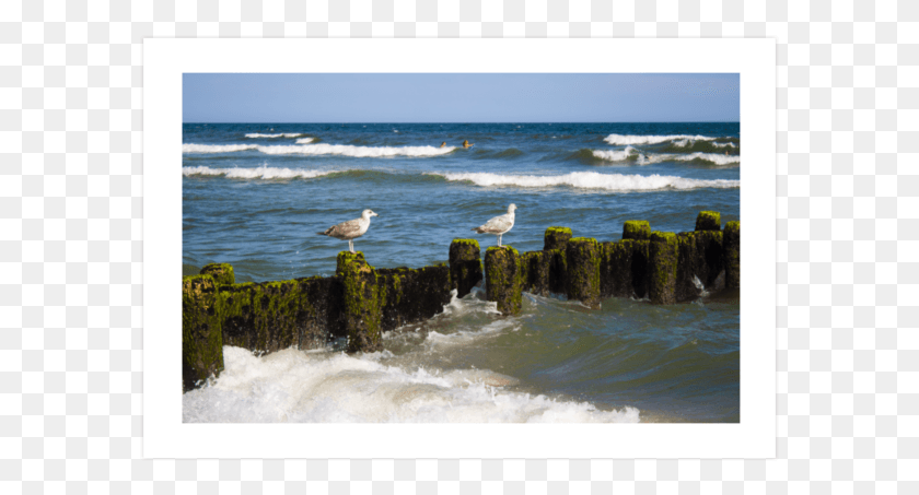 585x393 Nyc Seaguls Picture Frame, Sea, Outdoors, Water HD PNG Download