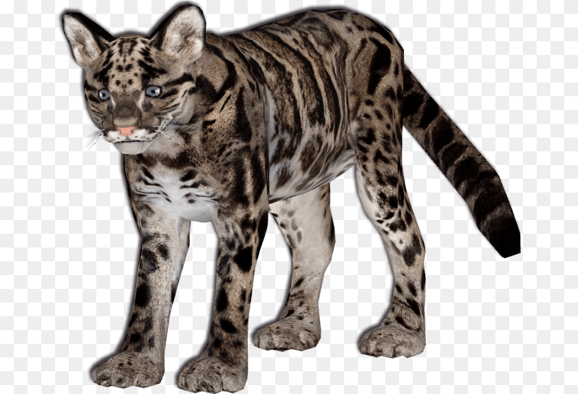 676x573 O Kitty Leopard Clouded Leopard, Animal, Mammal, Wildlife, Panther Transparent PNG