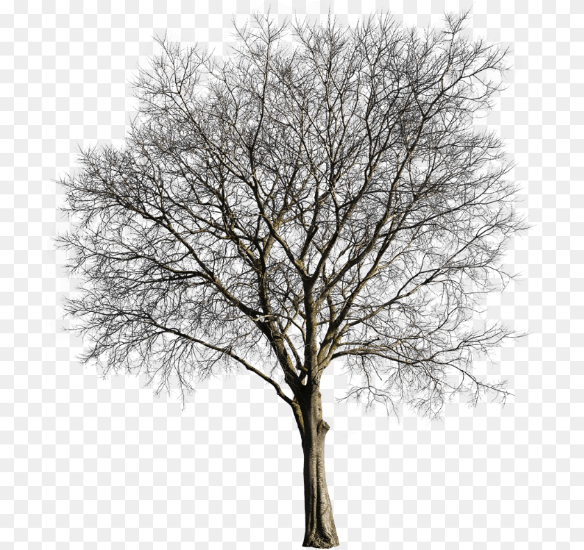 707x792 Oak, Plant, Tree, Tree Trunk, Sycamore PNG