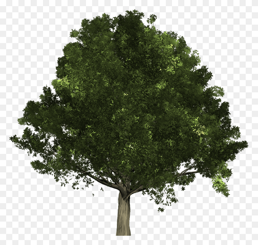 1080x1020 Дуб - Это Тип Лиственного Дерева, Которое Сбрасывает Все Свое Дерево Из Огайо, Растение, Ствол Дерева, Клен Hd Png Скачать