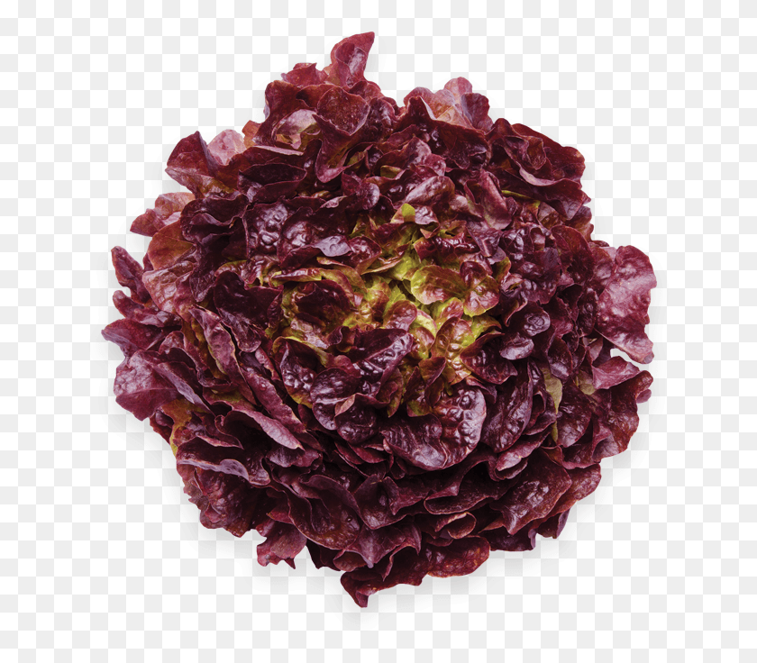 653x676 Oak Leaf Red Salade Feuille De Chene Rouge, Plant, Ornament, Gemstone HD PNG Download