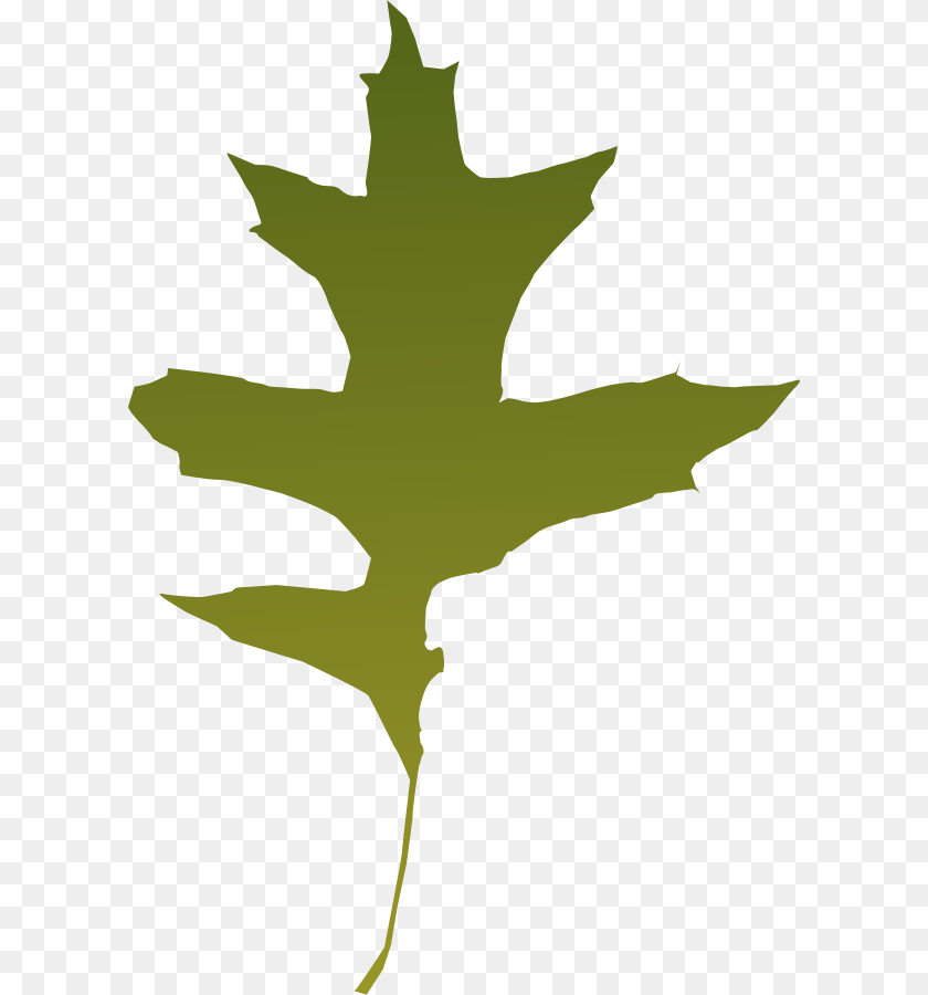 Oak Leaf Vector, Maple Leaf, Plant, Person PNG