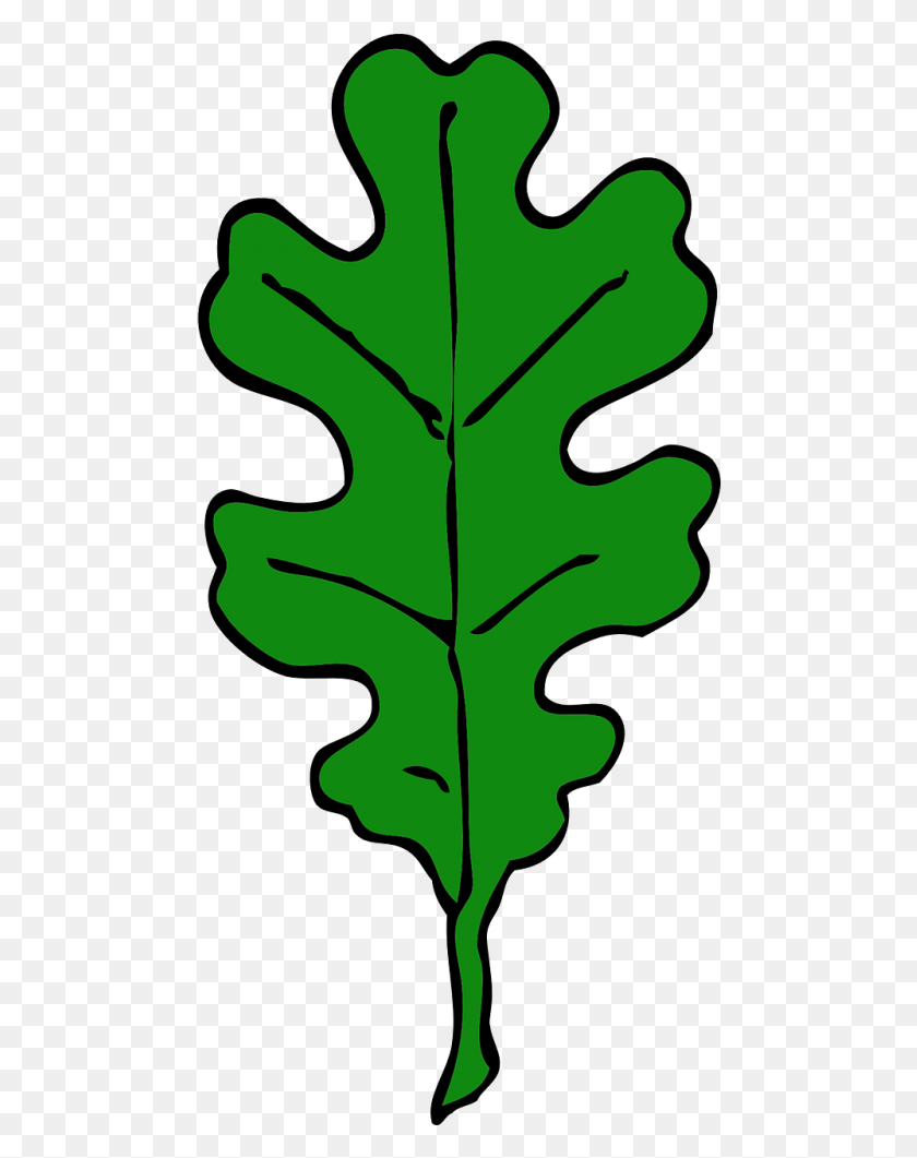 484x1001 Oak Red Oak Leaf Clip Art, Leaf, Plant, Tree HD PNG Download