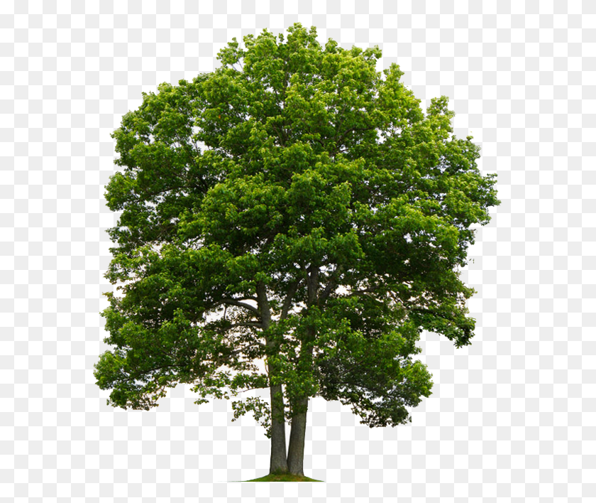 578x648 Oak Tree, Tree, Plant, Oak HD PNG Download