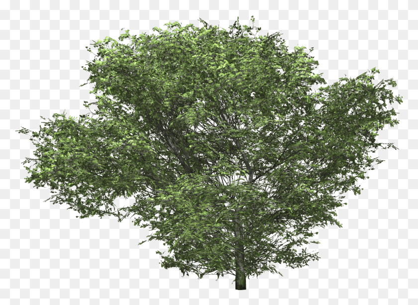 1936x1374 Oak Tree 3d C4d, Tree, Plant, Oak HD PNG Download