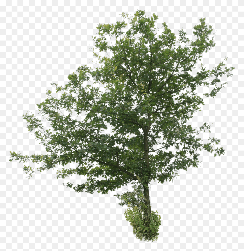 1574x1629 Oak Tree Image Free Tree Cut Out, Plant, Maple, Leaf HD PNG Download