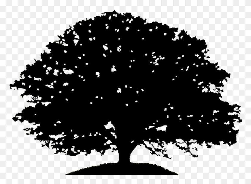 803x573 Oak Tree Silhouette Drawing Clip Art Black And White Oak Tree, Nature, Outdoors HD PNG Download
