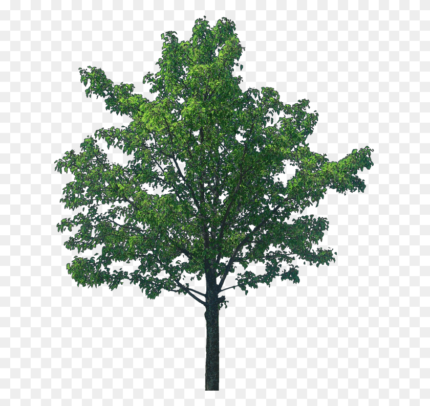 640x734 Png Дуб, Дерево, Растение, Дуб, Дуб Png