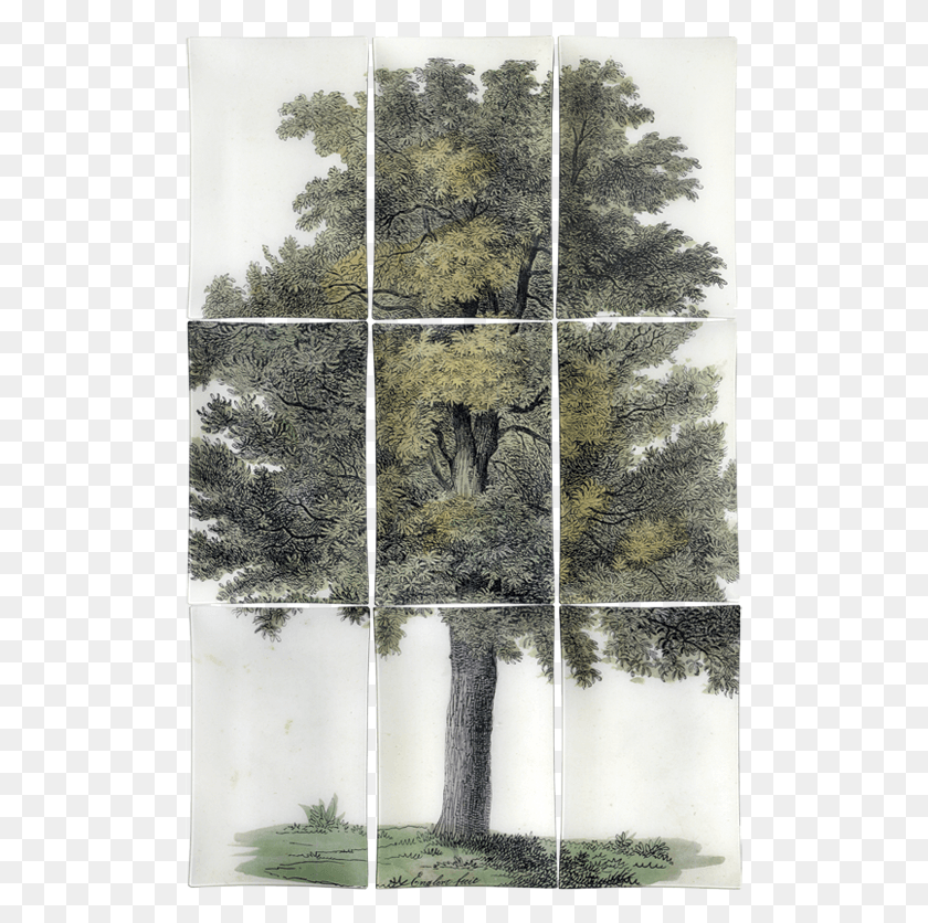 505x776 Oak Trees, Collage, Poster, Advertisement HD PNG Download