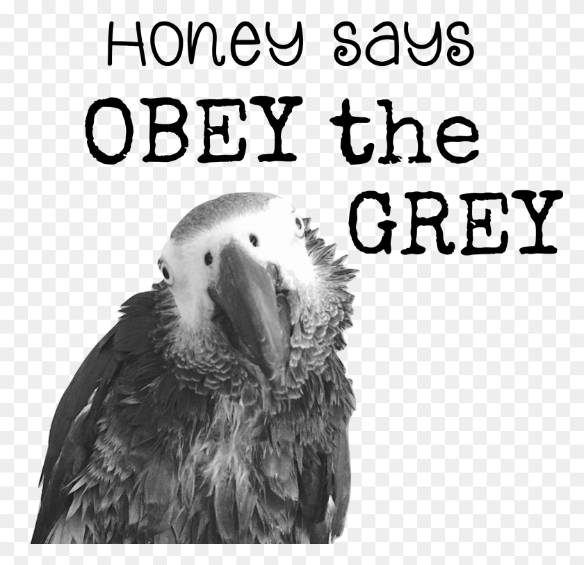 1910x1844 Obey The Grey Mug Your Own Valentine, Bird, Animal, Parrot HD PNG Download