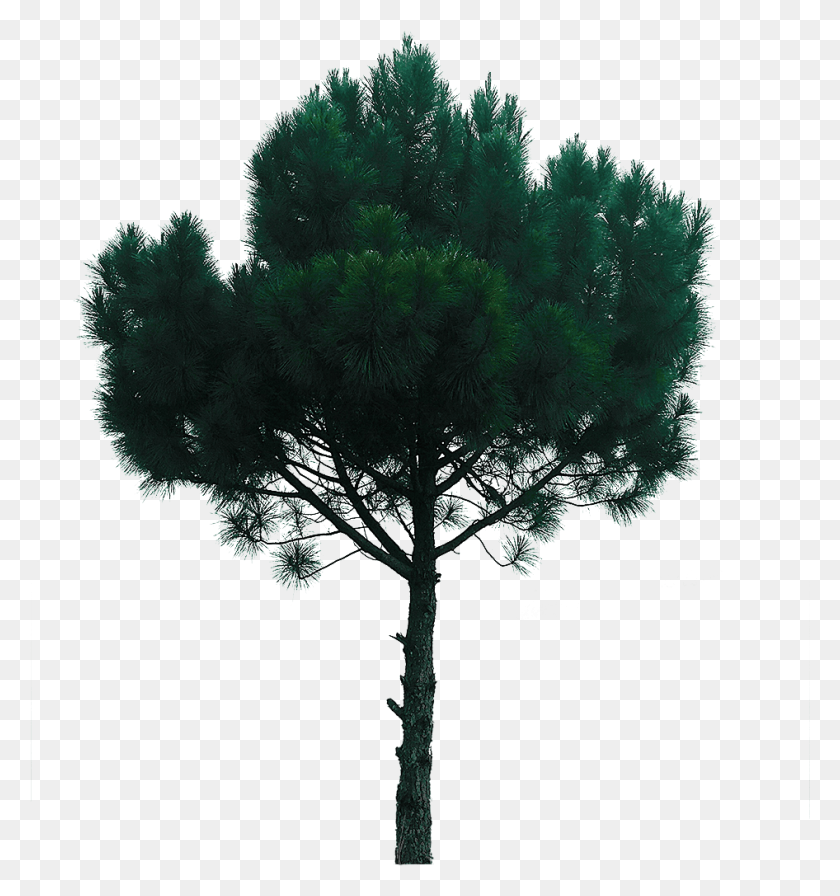 946x1014 Objecta Pine Tree Photography, Tree, Plant, Cross HD PNG Download