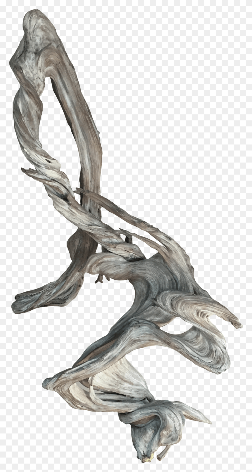 1287x2489 Objecttwisted Wood From A Dead Driftwood, Bird, Animal, Hardwood HD PNG Download
