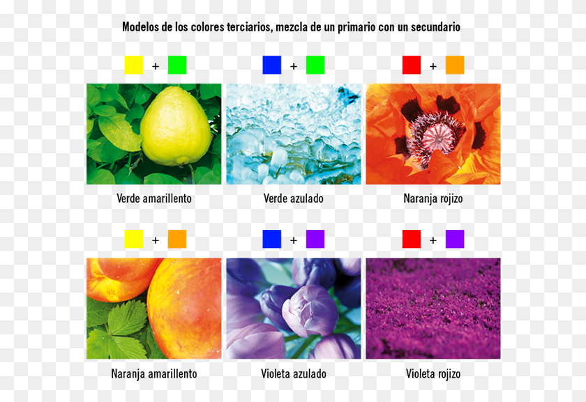 596x517 Objetos De Colores Secundarios, Citrus Fruit, Fruit, Plant HD PNG Download