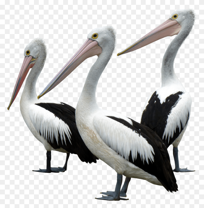 1469x1500 Ocean Birds Background Mr Percival Mr Proud And Mr Ponder, Bird, Animal, Pelican HD PNG Download