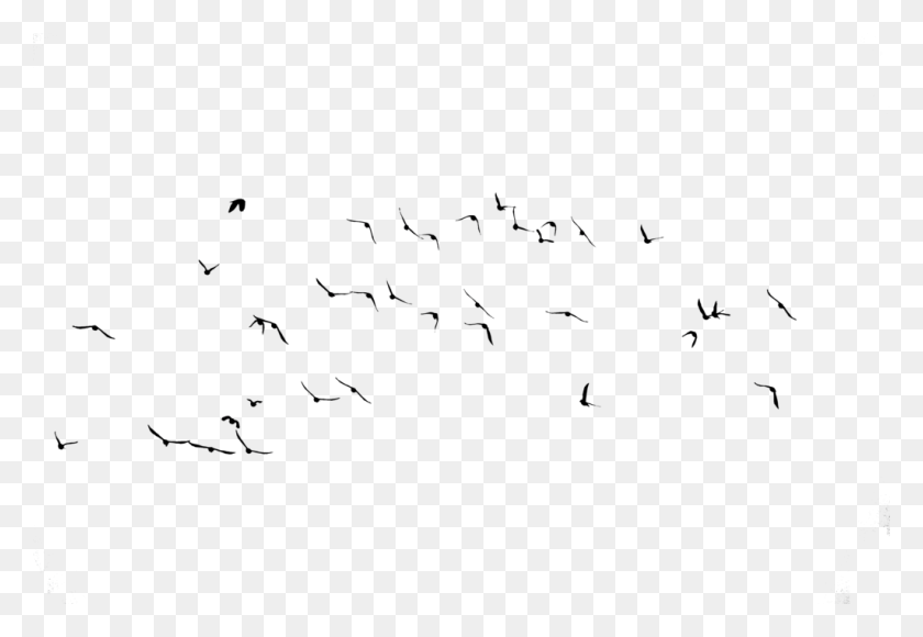 1024x683 Океанские Птицы Изображение Стаи, На Открытом Воздухе, Природа, Астрономия Hd Png Скачать