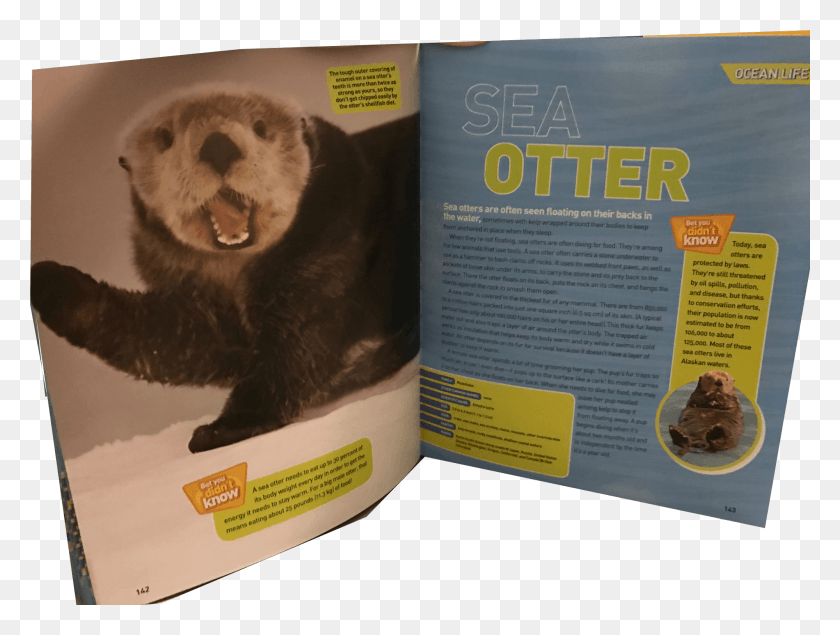 1999x1474 Ocean Pedia Ferret, Animal, Mammal, Book HD PNG Download