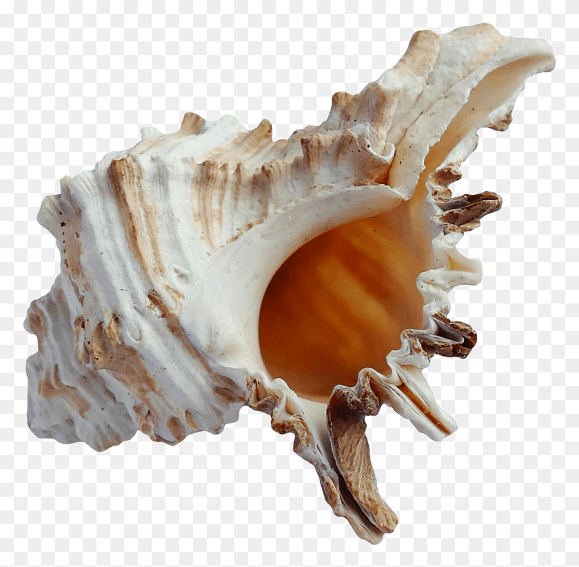 1229x1202 Ocean Sea Shell Transparent Image Shell Seashell, Fungus, Conch, Invertebrate HD PNG Download