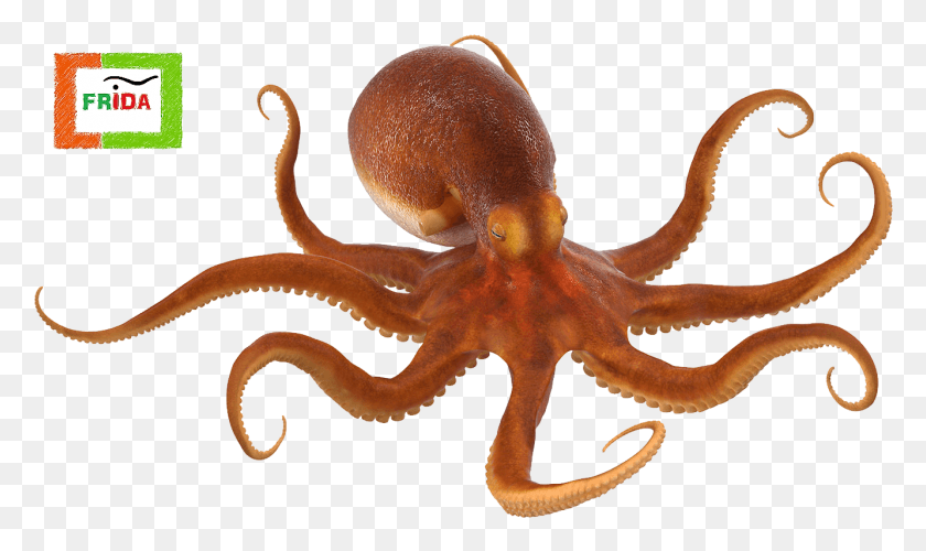 1332x752 Octopus, Invertebrate, Sea Life, Animal HD PNG Download